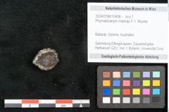 Foto (Objekt + Etikett) von Phymatocaryon mackayi F.V. Mueller (NHMW-GEO-2024-0188-10458)